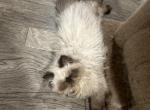 Chip seal point ready to go now - Persian Kitten For Sale - Charlotte, NC, US