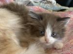 Choc and white bicolor smaller female - Ragamuffin Kitten For Sale - Salem, OR, US