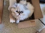 Himalayan Kitten - Himalayan Kitten For Sale - 