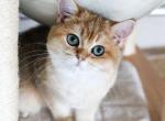 T E D D Y - British Shorthair Cat For Sale - 