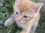 Red - Domestic Kitten For Sale - 