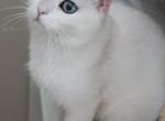 S U S H I - Scottish Straight Cat For Sale - 