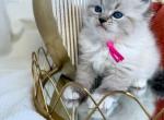 Neva Siberian kittens available Mid October - Siberian Kitten For Sale - Meridian, ID, US