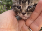 Mimi - Domestic Kitten For Sale - 