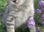 Sally - Domestic Kitten For Sale - Palmer, MA, US