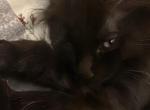 Brownie - Maine Coon Kitten For Sale - Feasterville Trevose, PA, US