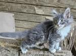 Akari - Maine Coon Kitten For Sale - Atlanta, GA, US