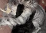 Pearl - Maine Coon Kitten For Sale - Feasterville Trevose, PA, US