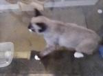 Milly - Siamese Kitten For Sale - Greenville, TX, US