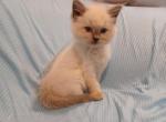 Darla's Blue Point Girl - Ragdoll Kitten For Sale - New York, NY, US