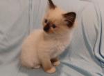 Darla's Seal Mitted Girl - Ragdoll Kitten For Sale - New York, NY, US