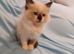 Darla's Tortie Girl - Ragdoll Kitten For Sale - New York, NY, US