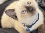 Female Siamese for sale - Siamese Kitten For Sale - 