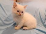 Darla's Flame Point Male - Ragdoll Kitten For Sale - New York, NY, US