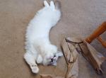 Charlotte's Blue Mitted Boy White Collar - Ragdoll Kitten For Sale - 