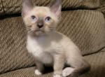 Thea siamese male blue point with snowshoes - Snowshoe Kitten For Sale - Bedford, PA, US