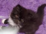 Exotic longhair persian kitten - Persian Kitten For Sale - Pittsburgh, PA, US