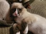 Mocha Snowshoe seal point male - Snowshoe Kitten For Sale - 