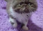 Friendly longhair exotic  persian kittens - Exotic Kitten For Sale - Pittsburgh, PA, US