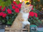 Rustin - Domestic Kitten For Adoption - Myerstown, PA, US