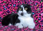 Oni - Scottish Fold Cat For Sale - 