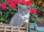 Ricky - Domestic Kitten For Adoption - 