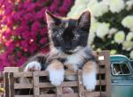 Ryla - Domestic Kitten For Sale - Myerstown, PA, US