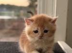 Temu - British Shorthair Kitten For Sale - Jacksonville, FL, US