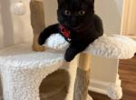 Mia - British Shorthair Kitten For Sale - Jacksonville, FL, US