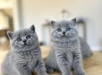 British Blue Litter Fall 24 - British Shorthair Kitten For Sale - 