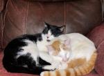 Cosmo & Casper - Domestic Cat For Sale - Brooklyn, NY, US