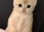 Bella - British Shorthair Kitten For Sale - 