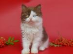 Yoco odd eyed - British Shorthair Kitten For Sale - Los Angeles, CA, US