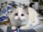 Agatha - Ragdoll Kitten For Sale - Tuscaloosa, AL, US