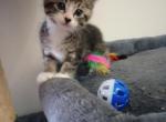 Adorable Kittens - American Shorthair Kitten For Sale - Ogden, UT, US