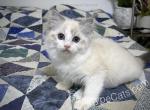 Agrippa - Ragdoll Kitten For Sale - Tuscaloosa, AL, US