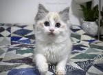 Agrippa - Ragdoll Kitten For Sale - Tuscaloosa, AL, US