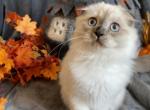 Sequim Crocus - Scottish Fold Kitten For Sale - 