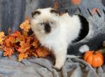 Sequim Rosie - Scottish Fold Kitten For Sale - 