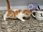 exotic shorthair red and white boy - Exotic Kitten For Sale - Miami, FL, US