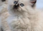 Cookies - Himalayan Kitten For Sale - 