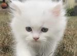 Sprinkles - Persian Kitten For Sale - 