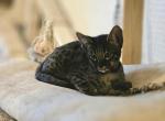 Mr Green F6 - Savannah Kitten For Sale - 