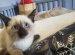 Siamese kitten's - Siamese Kitten For Sale - 