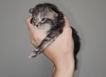 Onyx - Maine Coon Kitten For Sale - 