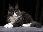 Xmaxy Polydactyl - Maine Coon Kitten For Sale - 