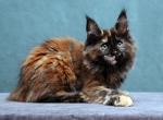 Fiffa - Maine Coon Kitten For Sale - Gurnee, IL, US