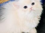 Cfa blue bicolor doll face persian kitten - Persian Kitten For Sale - Woodburn, IN, US