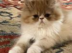 Ryzhik - Persian Kitten For Sale - 