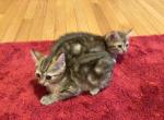 Little pies - Bengal Kitten For Sale - 